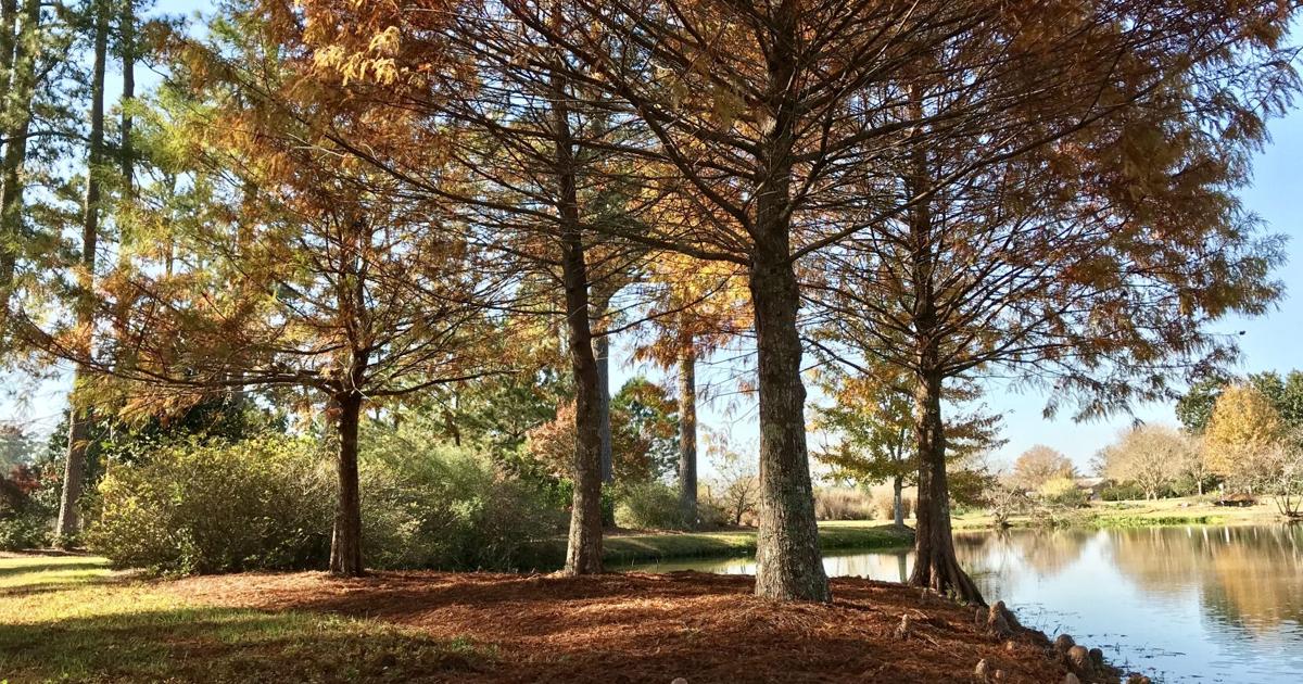 Timeline showing when leaves begin changing in Louisiana; mid-November is often peak around West Monroe.