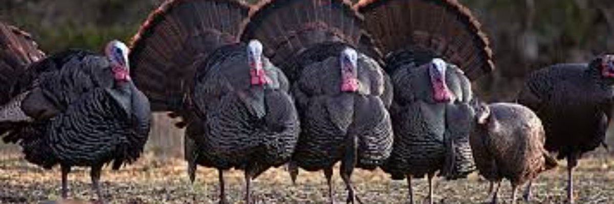 Runners lining up at a community Turkey Trot — perfect for capturing the spirit of Thanksgiving races in West Monroe & Monroe, LA.